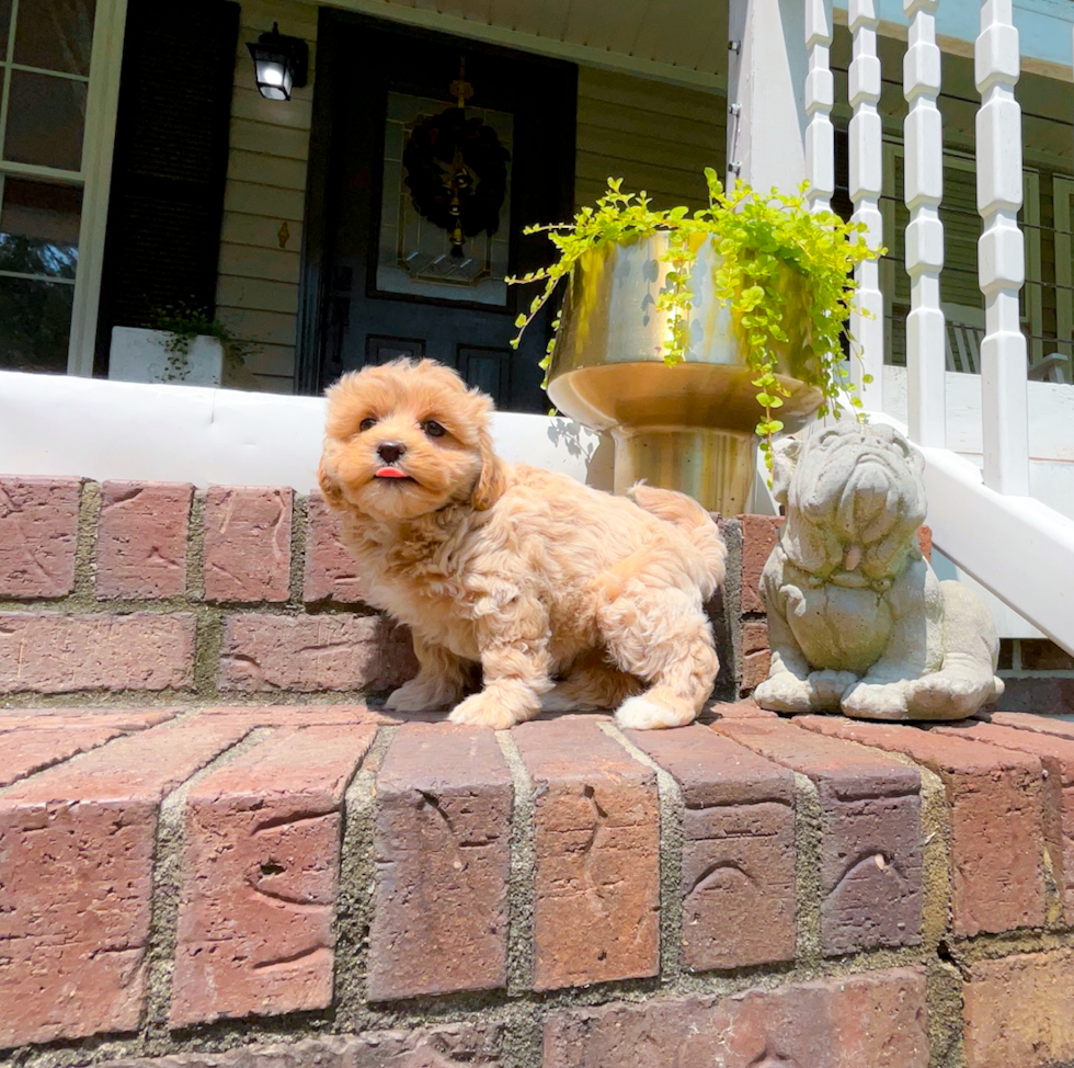 Cute Maltipoo Baby