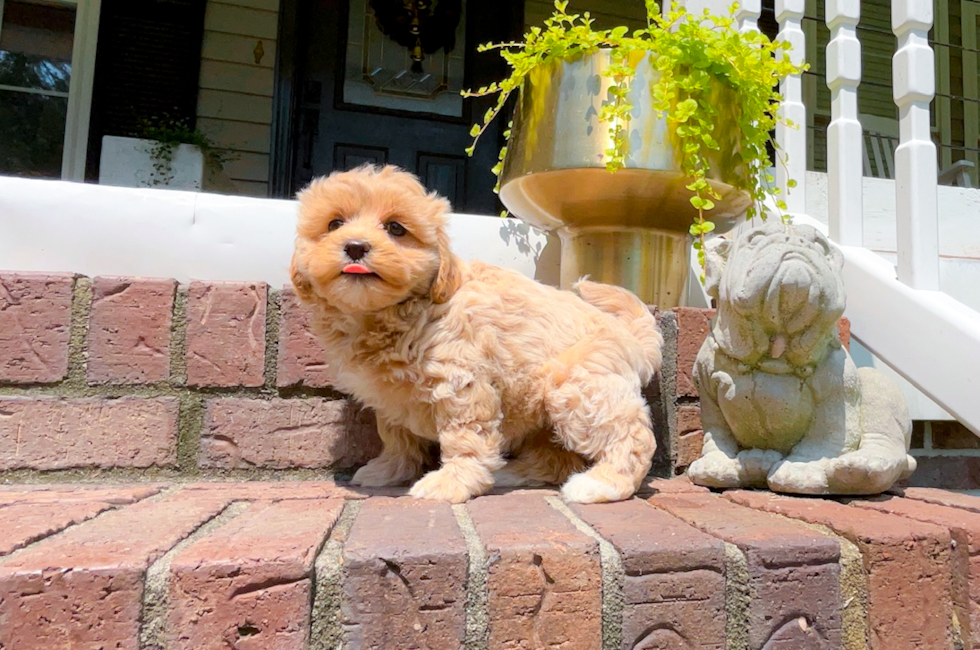 10 week old Maltipoo Puppy For Sale - Simply Southern Pups