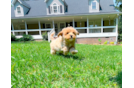 Maltipoo Pup Being Cute