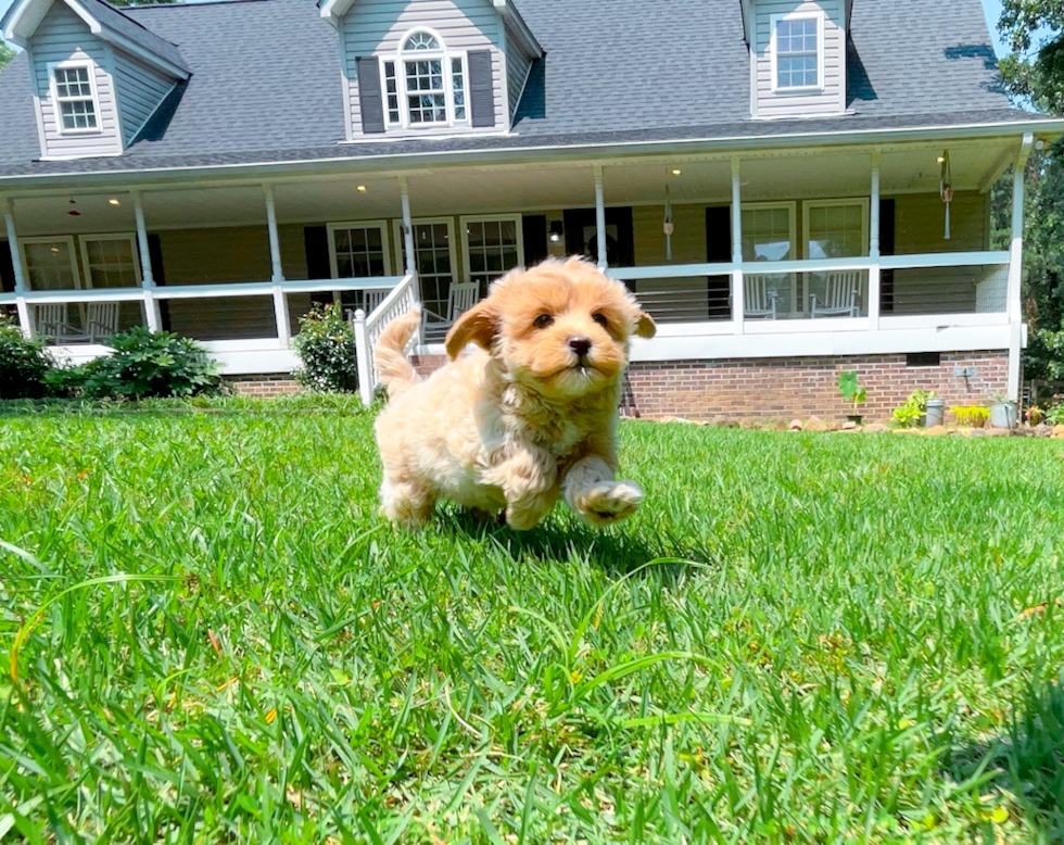 Maltipoo Pup Being Cute