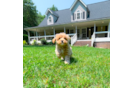 Best Maltipoo Baby