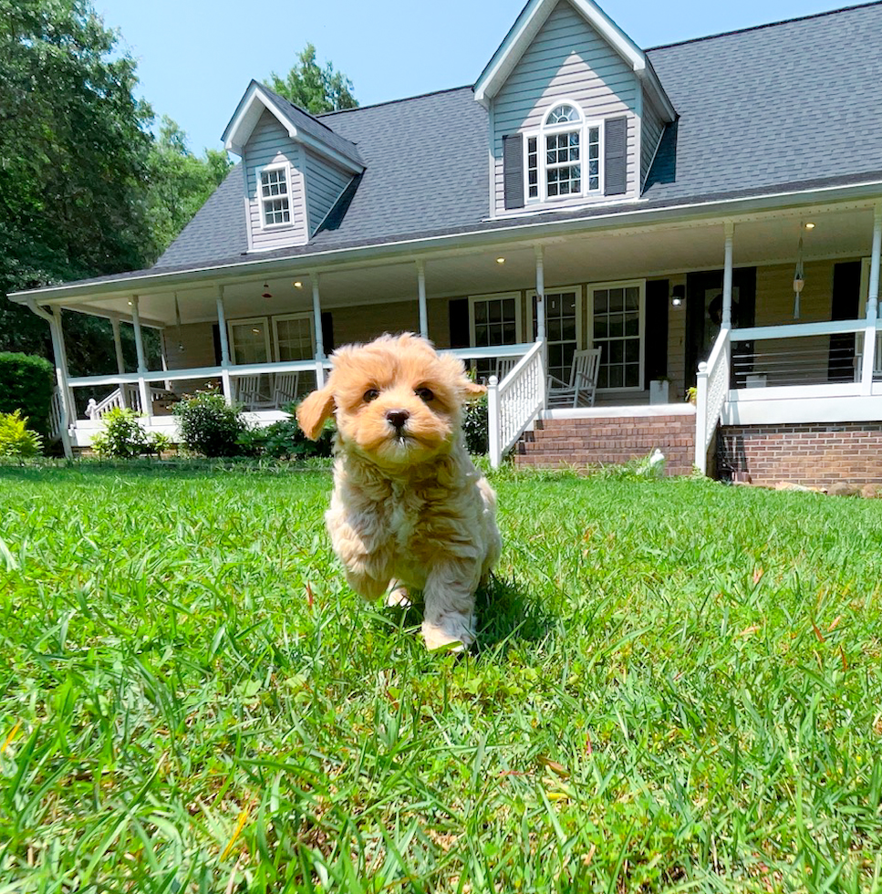 Best Maltipoo Baby