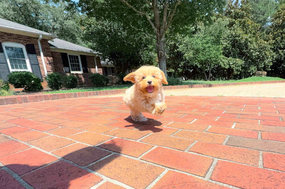 11 week old Maltipoo Puppy For Sale - Simply Southern Pups