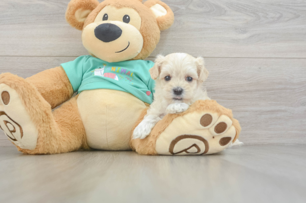 6 week old Maltipoo Puppy For Sale - Simply Southern Pups
