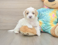 7 week old Maltipoo Puppy For Sale - Simply Southern Pups