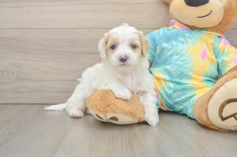 5 week old Maltipoo Puppy For Sale - Simply Southern Pups
