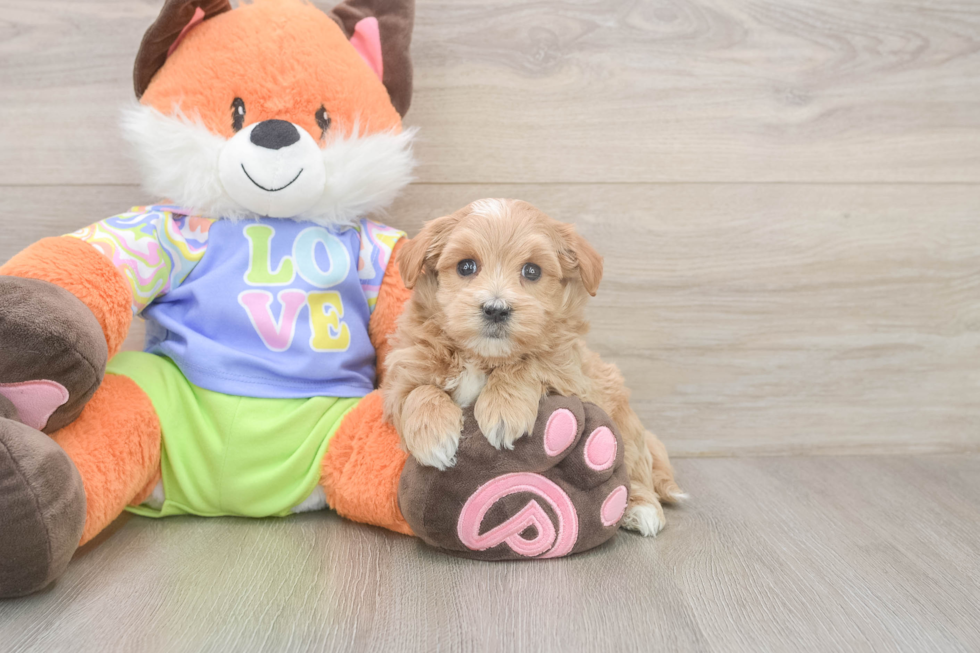 Popular Maltipoo Poodle Mix Pup