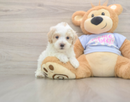 8 week old Maltipoo Puppy For Sale - Simply Southern Pups