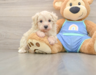 8 week old Maltipoo Puppy For Sale - Simply Southern Pups