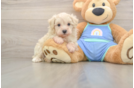 Small Maltipoo Baby