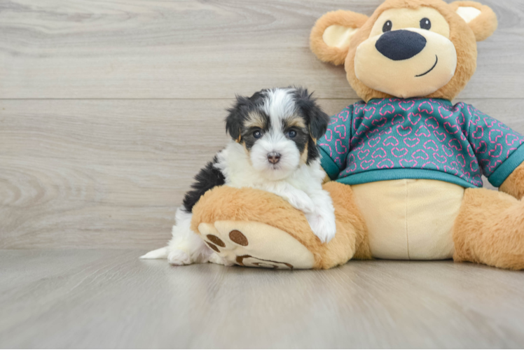 Popular Maltipoo Poodle Mix Pup