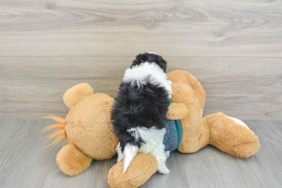 Happy Maltipoo Baby