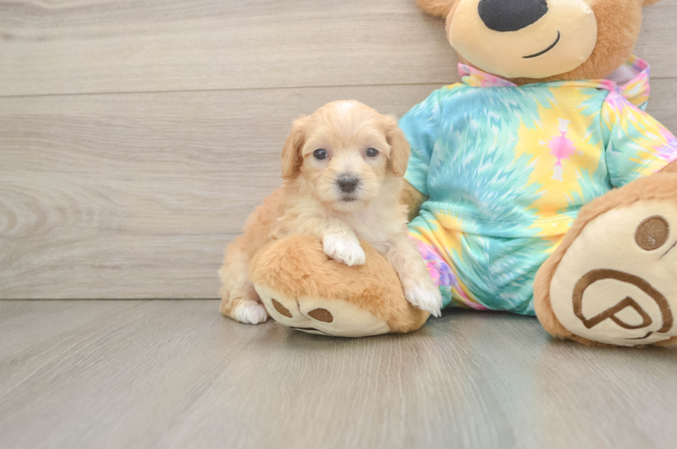 5 week old Maltipoo Puppy For Sale - Simply Southern Pups