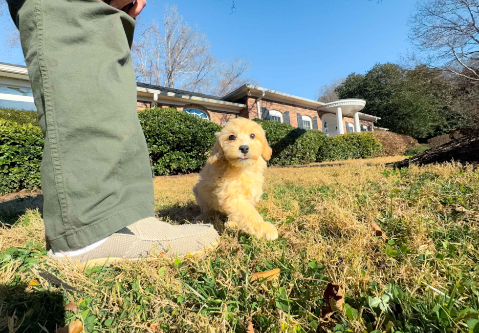 Maltipoo Puppy for Adoption