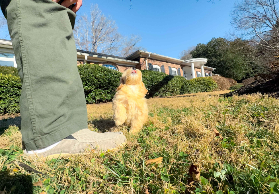 Maltipoo Pup Being Cute