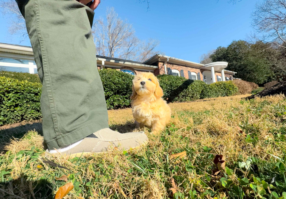 Maltipoo Pup Being Cute