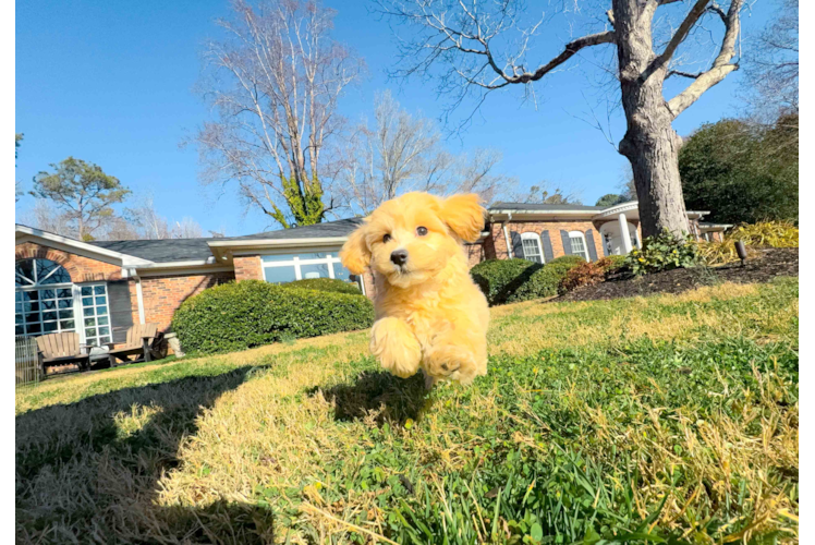 Cute Malt a Poo Poodle Mix Puppy