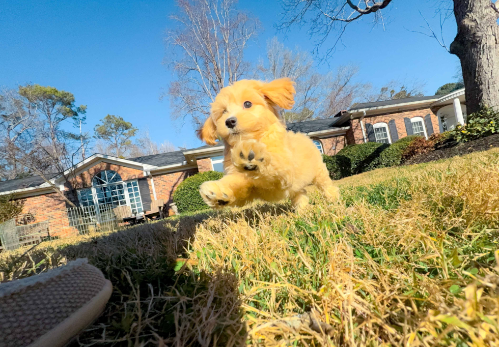 Maltipoo Pup Being Cute