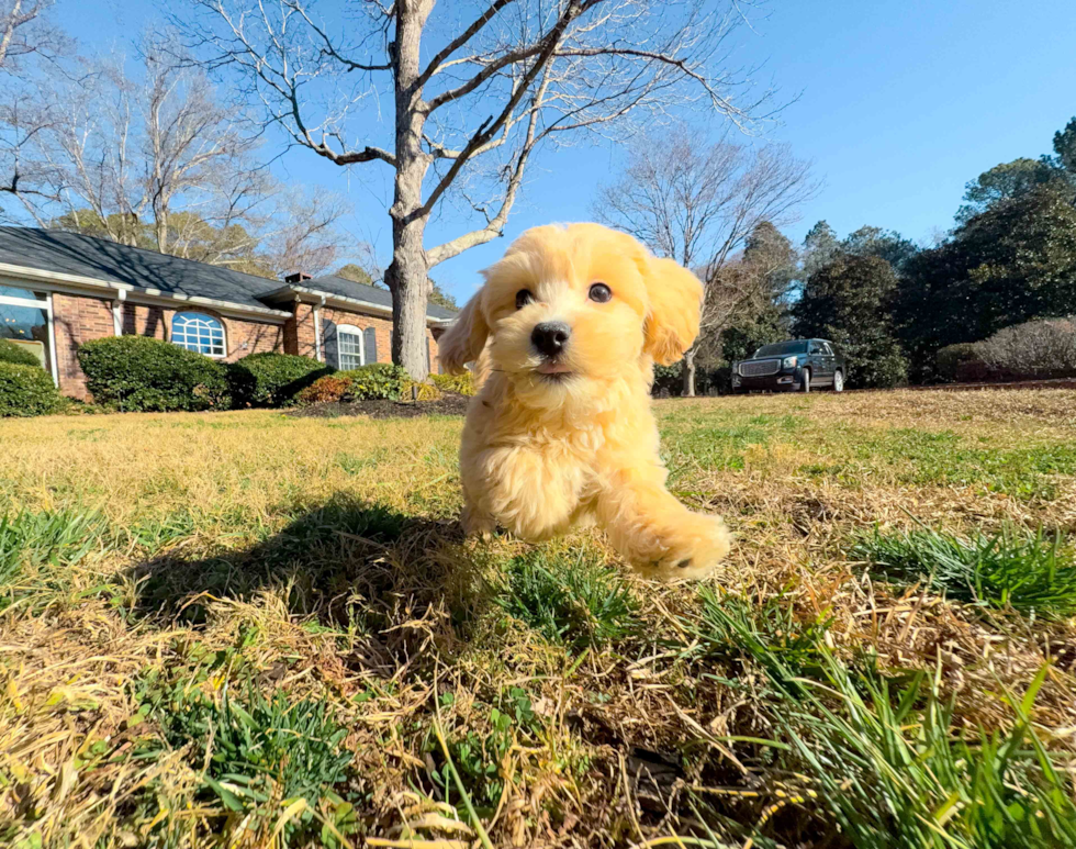 Cute Malt a Poo Poodle Mix Puppy