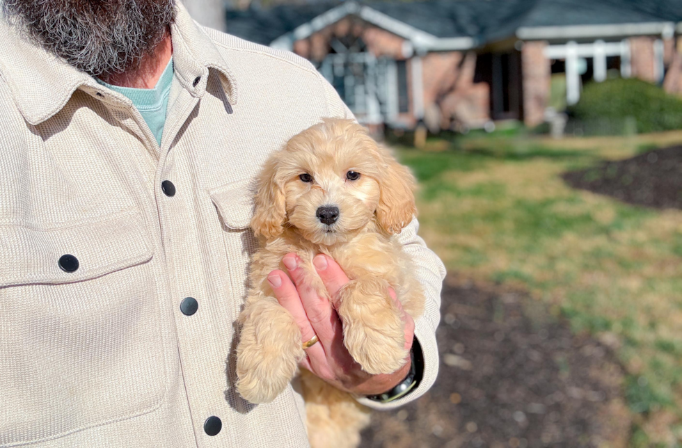 Maltipoo Puppy for Adoption