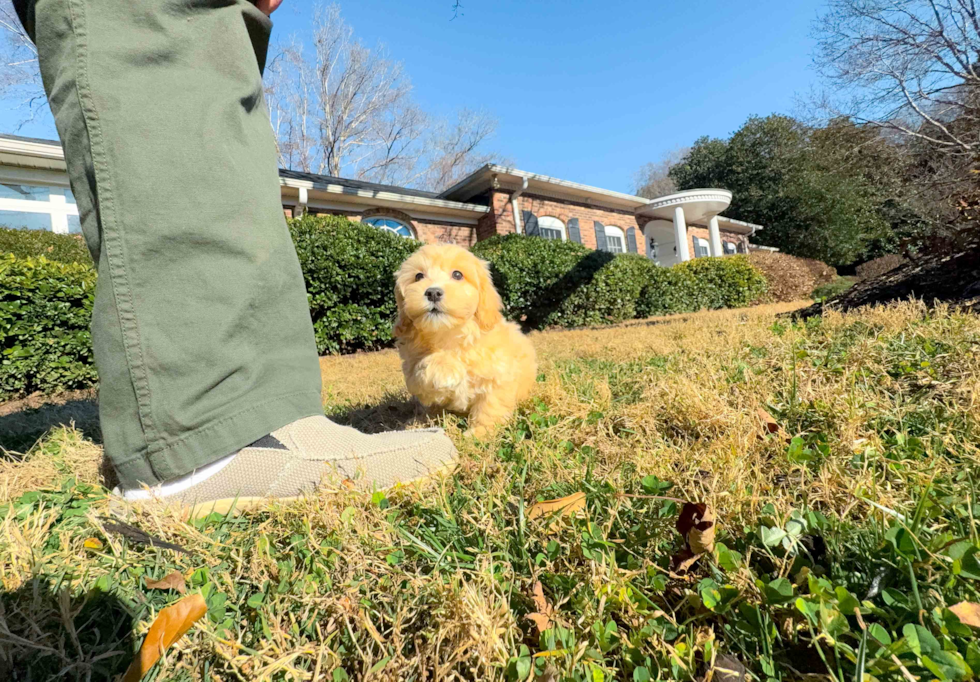 Cute Malt a Poo Poodle Mix Puppy