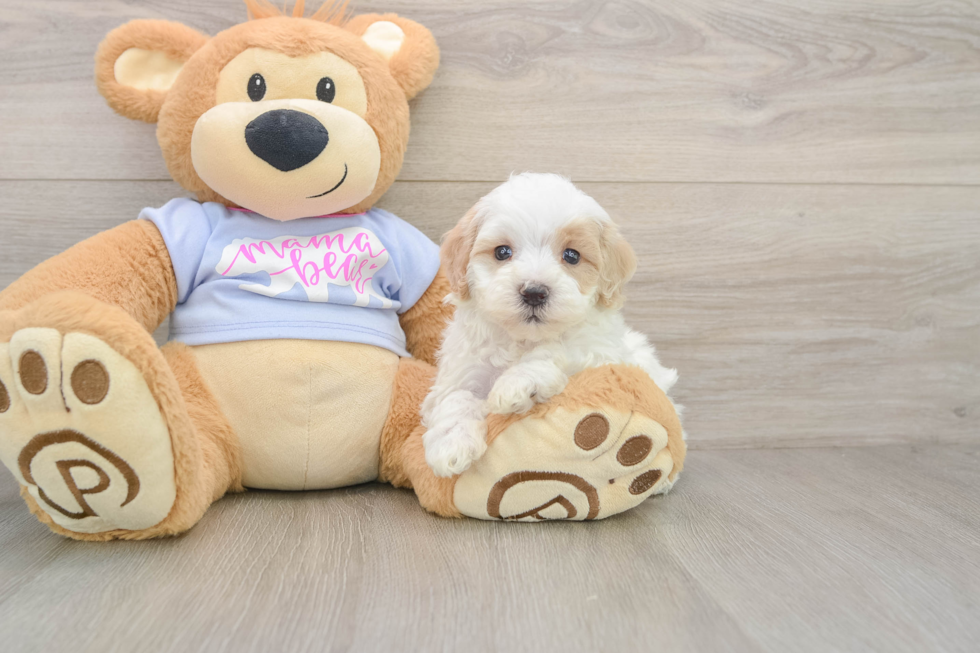 Maltipoo Puppy for Adoption