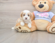 6 week old Maltipoo Puppy For Sale - Simply Southern Pups