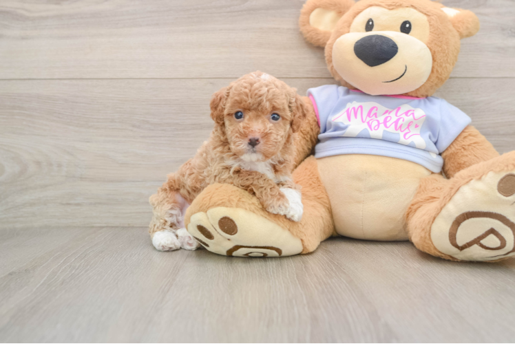 Hypoallergenic Maltidoodle Poodle Mix Puppy