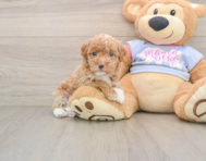 7 week old Maltipoo Puppy For Sale - Simply Southern Pups