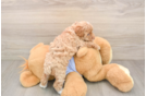 Maltipoo Puppy for Adoption