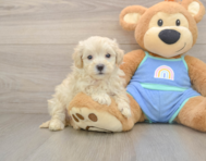 8 week old Maltipoo Puppy For Sale - Simply Southern Pups