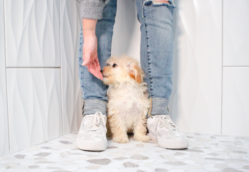 Maltipoo Pup Being Cute