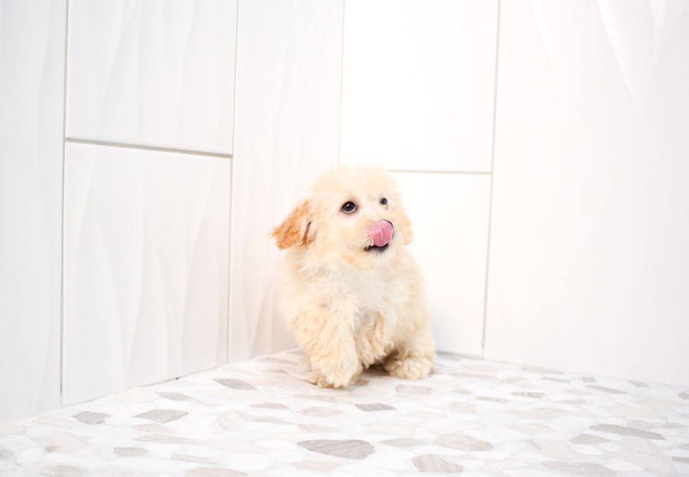 Maltipoo Pup Being Cute