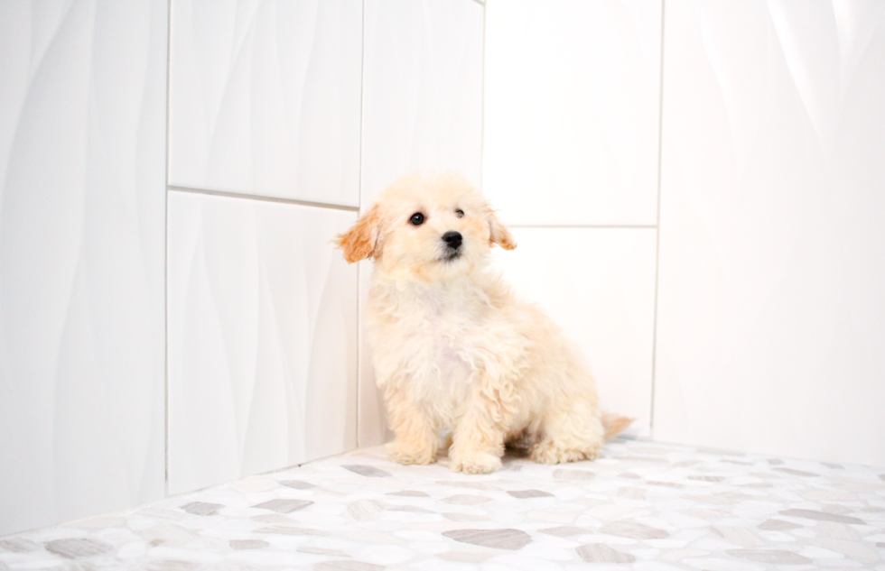Cute Maltipoo Baby