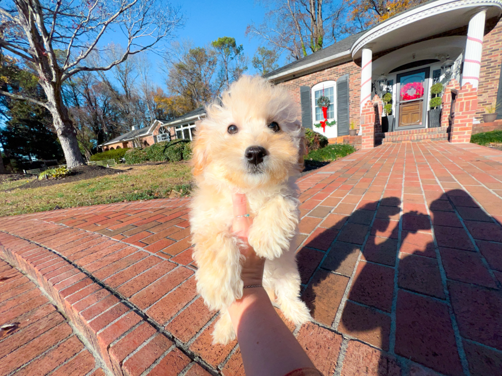 Maltipoo Puppy for Adoption