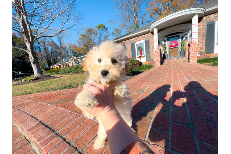 Best Maltipoo Baby