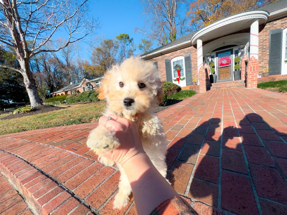 Best Maltipoo Baby