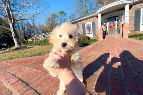 Best Maltipoo Baby