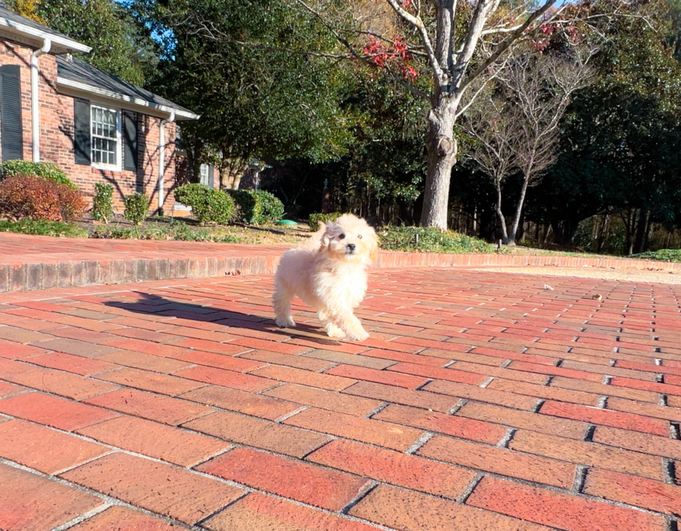Cute Maltipoo Poodle Mix Pup