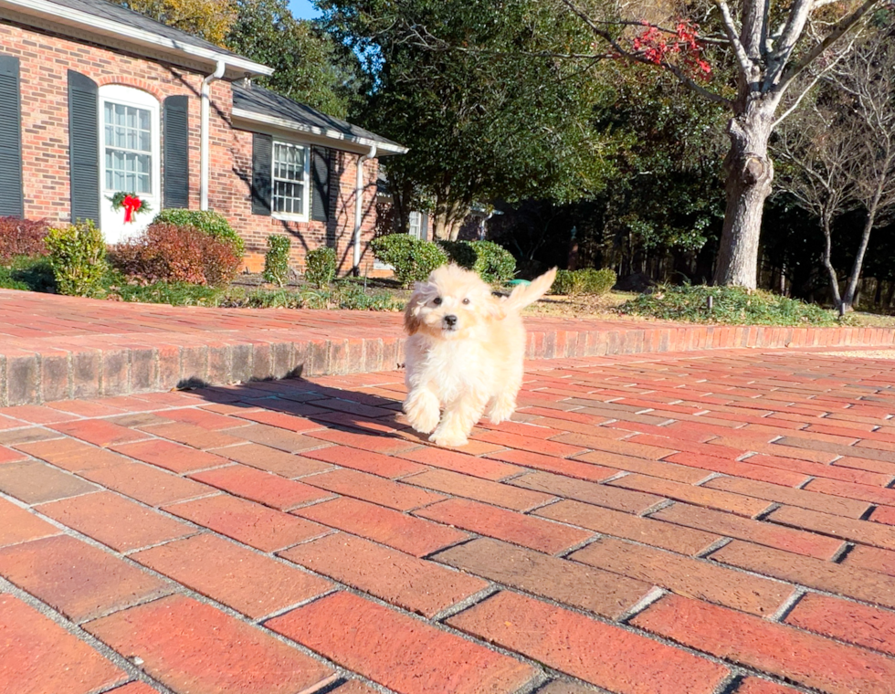 Best Maltipoo Baby