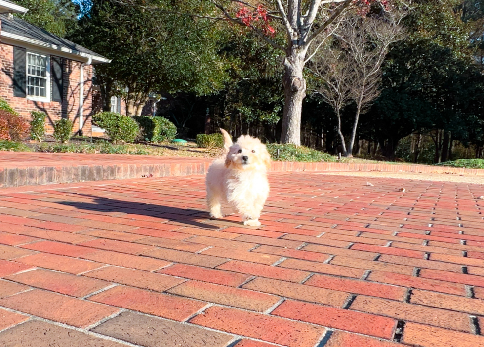 Maltipoo Pup Being Cute