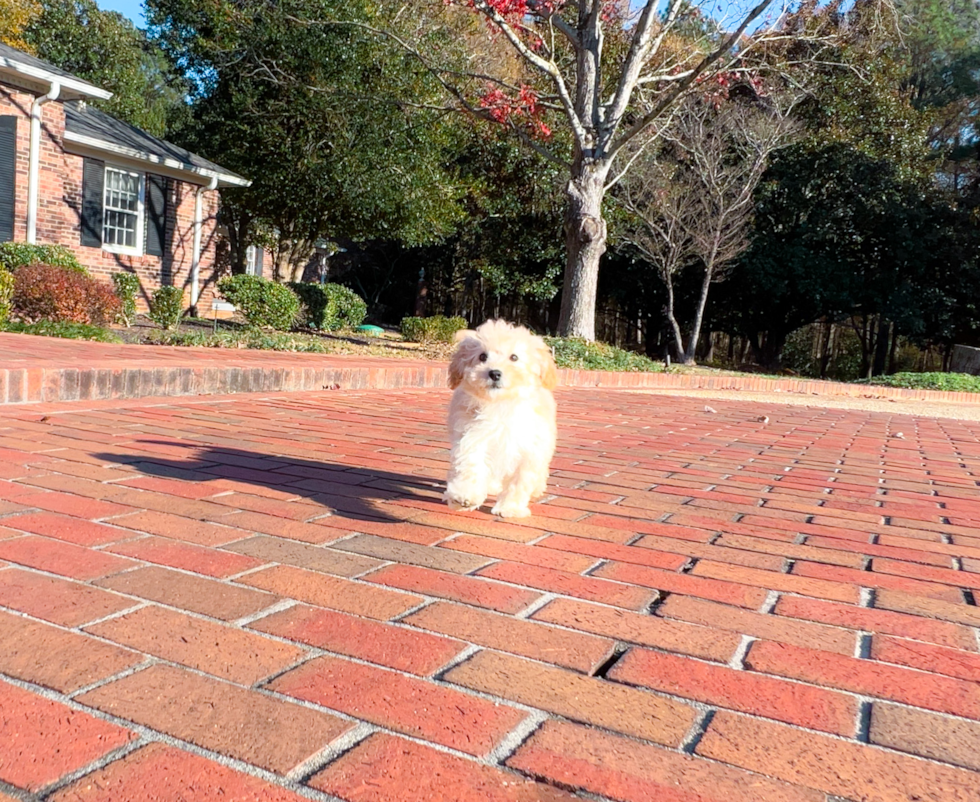 Cute Maltepoo Poodle Mix Puppy