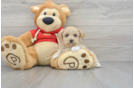 Fluffy Maltipoo Poodle Mix Pup