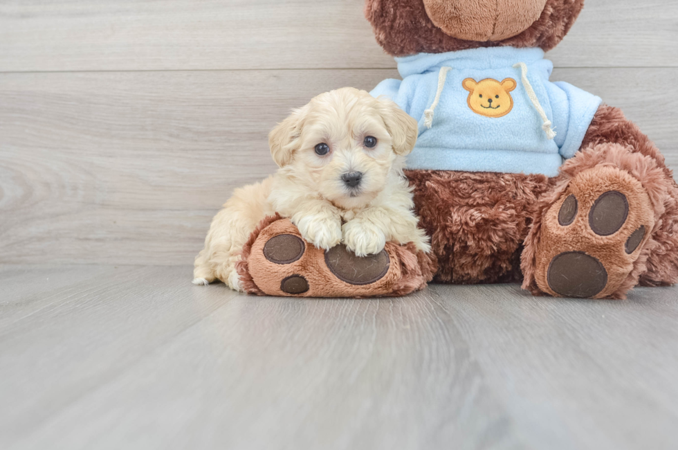 8 week old Maltipoo Puppy For Sale - Simply Southern Pups