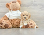 7 week old Maltipoo Puppy For Sale - Simply Southern Pups