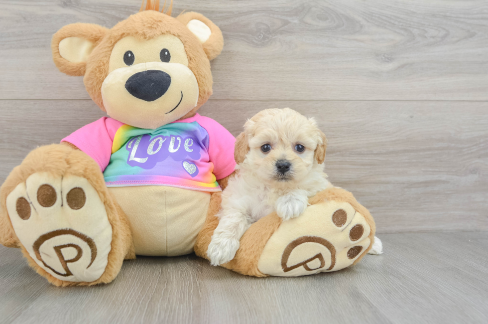 7 week old Maltipoo Puppy For Sale - Simply Southern Pups