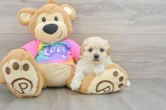 Best Maltipoo Baby