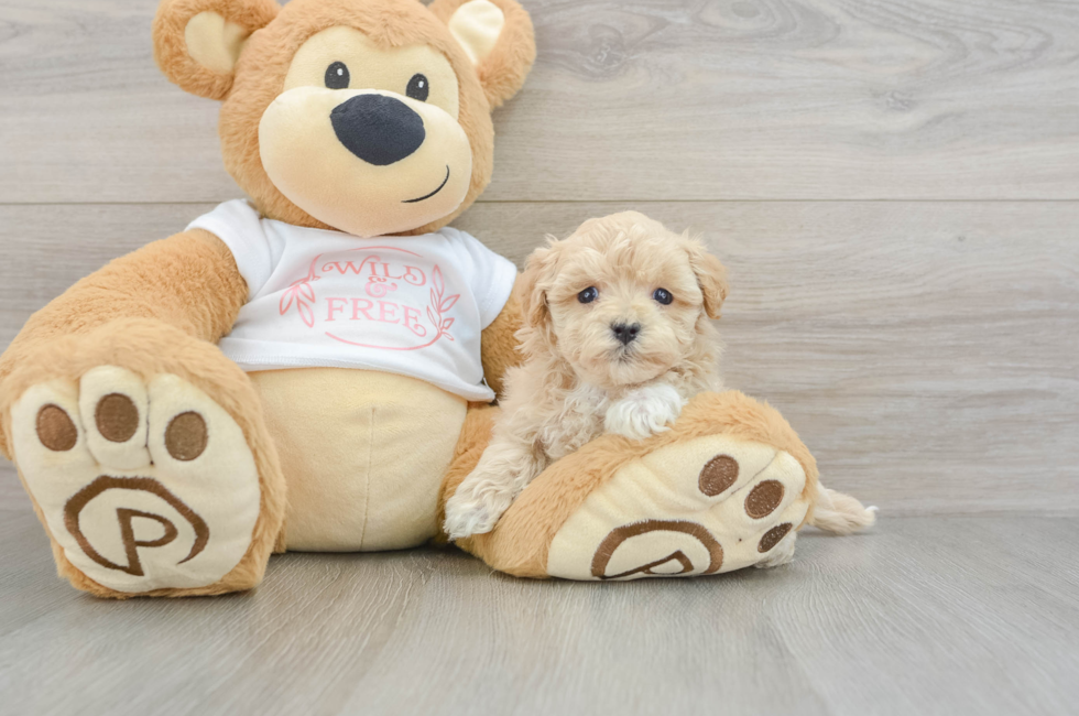 5 week old Maltipoo Puppy For Sale - Simply Southern Pups