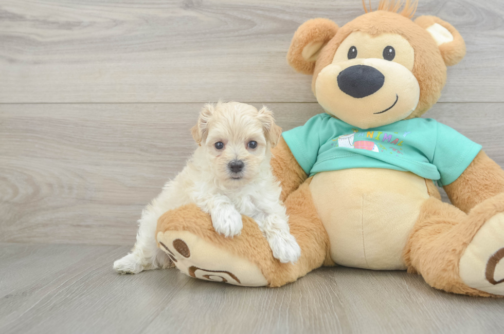 6 week old Maltipoo Puppy For Sale - Simply Southern Pups