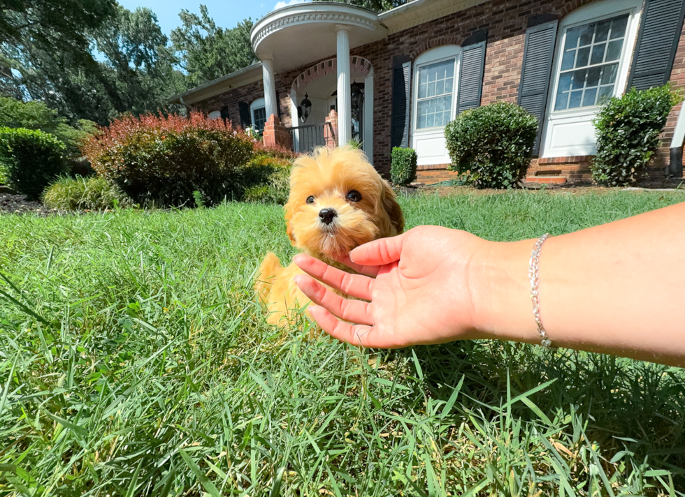 Cute Malt a Poo Poodle Mix Puppy
